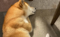 狗湿疹好治吗