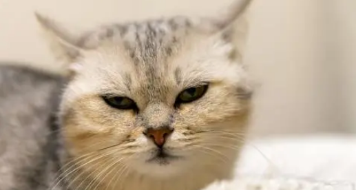 猫瘟是怎么感染上的