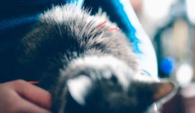 培训一两天就上岗！“宠物针灸师”速成，却连针都忘了拔