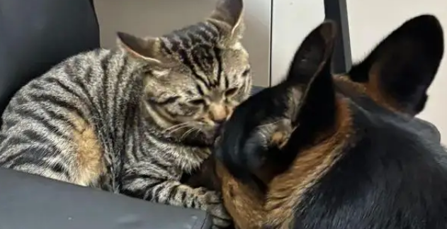 狸花猫打架输了委屈质问德牧:我打你那么轻,你下手咋那么重 狸花猫打架输了委屈质问德牧:我打你那么轻,你下手咋那么重