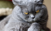 猫尿结石是什么原因引起的