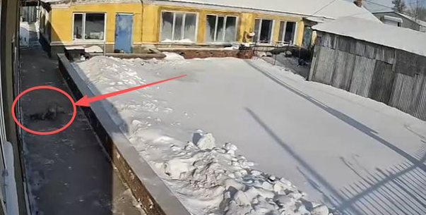 危险！猞猁现身农家吃猫，邻居损失4只鹅