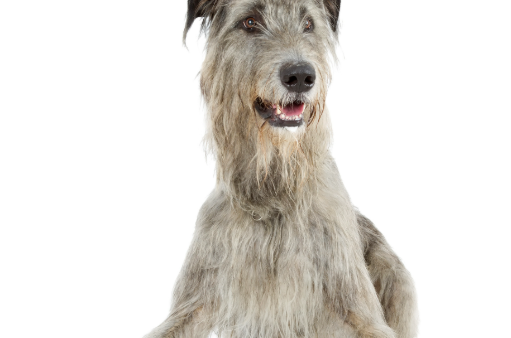 爱尔兰猎狼犬的起源、复兴与现代特征