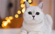 猫咪肚子有虫会出现哪些症状？