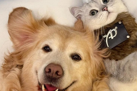 欧洲兽药审批活跃：犬猫新药三国杀、换代与破局