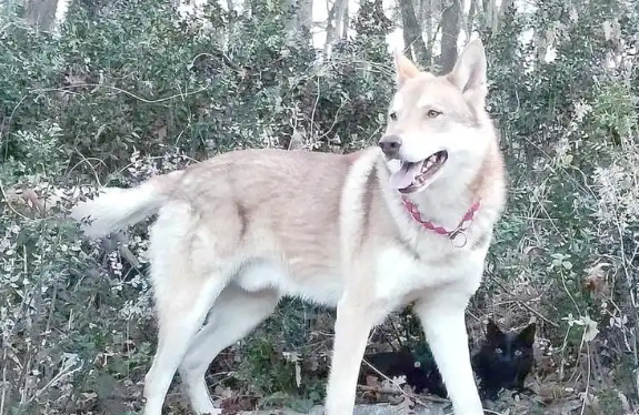 爱尔兰猎狼犬的起源、复兴与现代特征