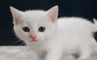 小猫走路摇摇晃晃尿失禁是怎么了
