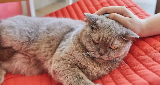 猫咪便秘如何快速解决