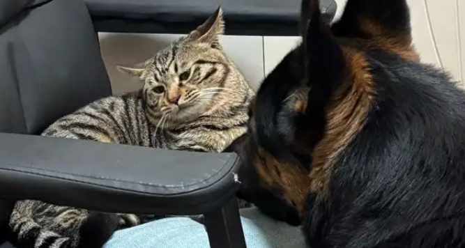 狸花猫打架输了委屈质问德牧:我打你那么轻,你下手咋那么重 狸花猫打架输了委屈质问德牧:我打你那么轻,你下手咋那么重