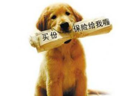 保费收入暴涨34倍，宠物险仍陷“增长与盈利”双重迷局