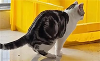 猫咪尿中带血乱尿怎么办