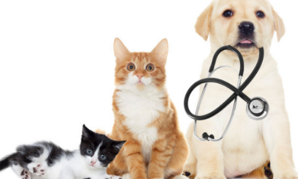 宠物用品复盘:选品逻辑+跨境风口,抓住下一个爆单机会 宠物用品复盘:选品逻辑+跨境风口,抓住下一个爆单机会