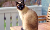 猫咪患上猫瘟怎么救治