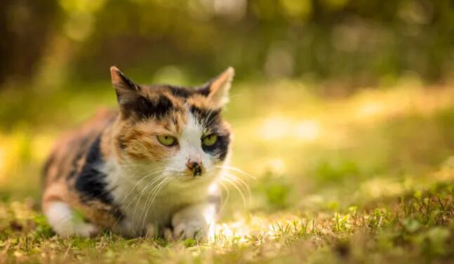 宠物门店收缩背后:服务为何成为电商卷不走的护城河? 宠物门店收缩背后:服务为何成为电商卷不走的护城河?