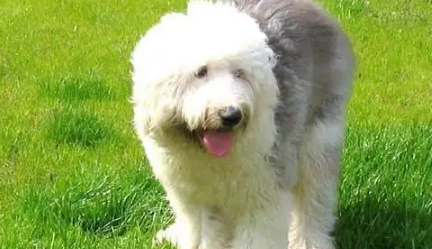 温柔聪明的古代牧羊犬，为什么几乎没人养