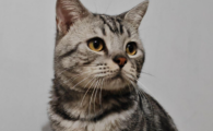 猫尿结石怎么自己处理