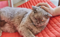 猫咪便秘如何快速解决
