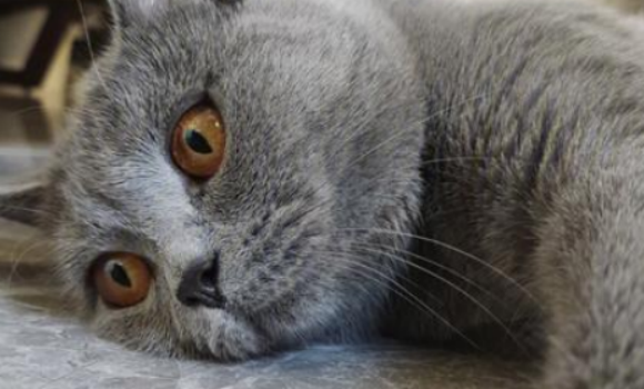 蓝猫皮癣怎么办 蓝猫皮癣怎么办