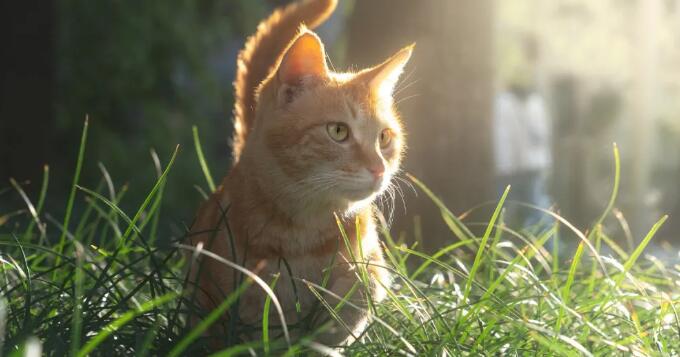 培训一两天就上岗！“宠物针灸师”速成，却连针都忘了拔