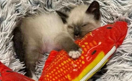 车库救了只小流浪猫，救助人不死心杀个回马枪