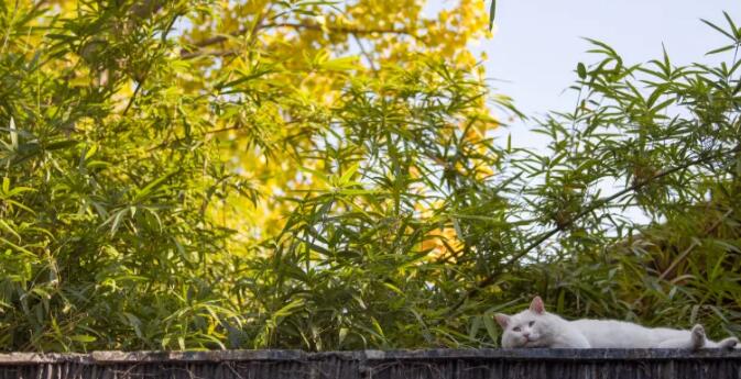 宠物门店收缩背后:服务为何成为电商卷不走的护城河? 宠物门店收缩背后:服务为何成为电商卷不走的护城河?