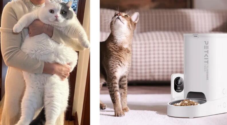 从“无人区”到断层第一，PETKIT小佩爆款炼成记