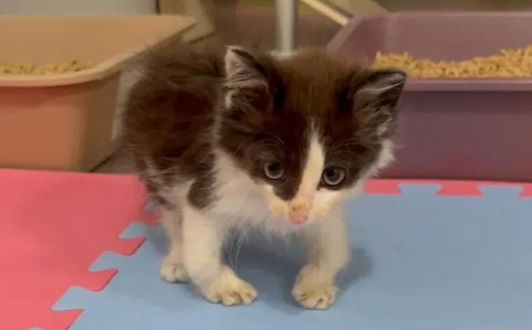 跛腿猫哥带飞社恐猫妹,这对小猫咪的逆袭暖哭无数网友 跛腿猫哥带飞社恐猫妹,这对小猫咪的逆袭暖哭无数网友