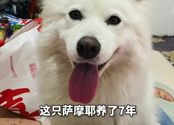 男孩放烟花引燃狗笼爱犬重伤，家长私了遭拒，主人：只求一句道歉