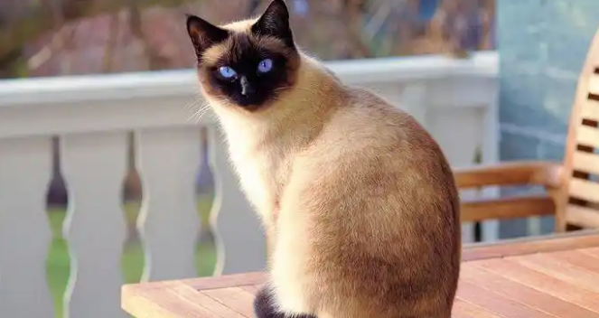 猫咪患上猫瘟怎么救治