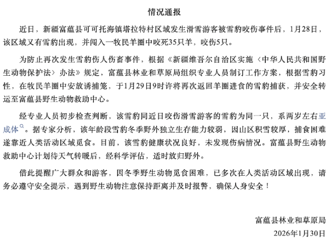 咬伤游客的雪豹，又咬死35只羊！当地通报：已捕获