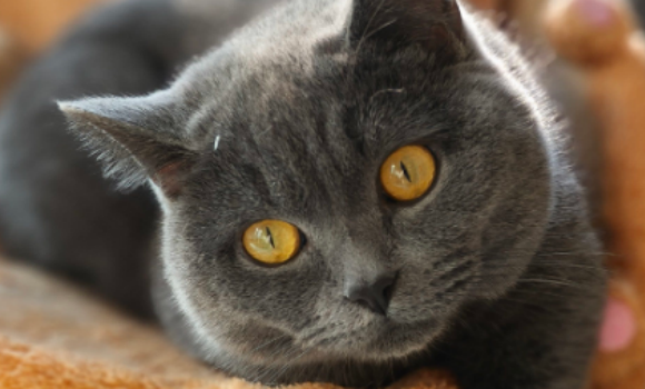 蓝猫有厌食症怎么办 蓝猫有厌食症怎么办