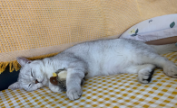 猫咪流口水怎么治疗