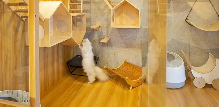 宠物经济观察：春节寄养宠物“一窝难求” 套房一晚600元