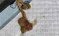 狗狗软便带血怎么办