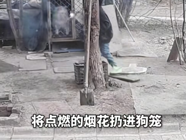 男孩放烟花引燃狗笼爱犬重伤，家长私了遭拒，主人：只求一句道歉