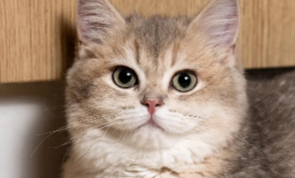 猫皮炎用红霉素软膏行吗 猫皮炎用红霉素软膏行吗