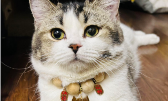 猫传腹最简单的治疗方法是什么 猫传腹最简单的治疗方法是什么