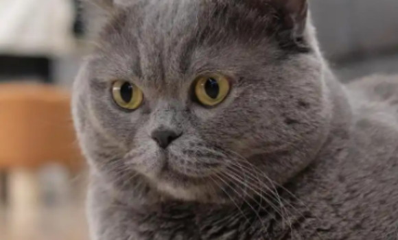 小猫皮炎是什么样的 小猫皮炎是什么样的