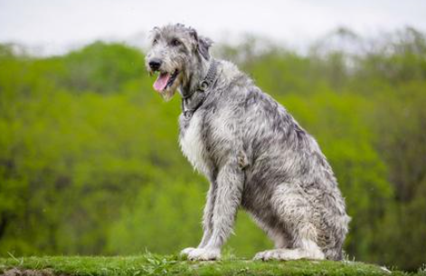 爱尔兰猎狼犬：威猛伴侣犬的全方位指南
