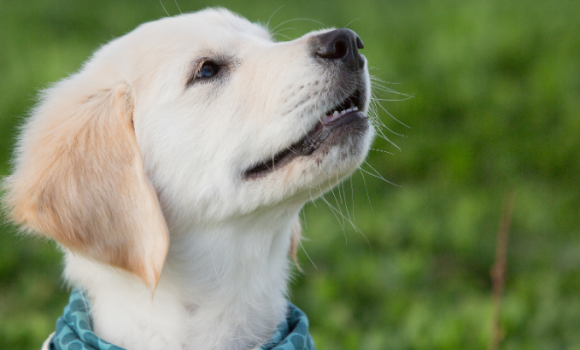 狗湿疹和真菌的区别是什么 狗湿疹和真菌的区别是什么