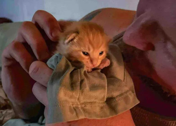 高速上捡回一只拼命尖叫的小橘猫，三个月后结局圆满