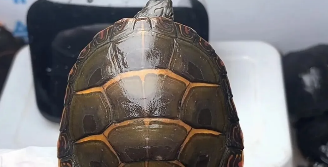 养龟界的养龟界的劝退清单！这几种龟不好养，连老玩家都头疼