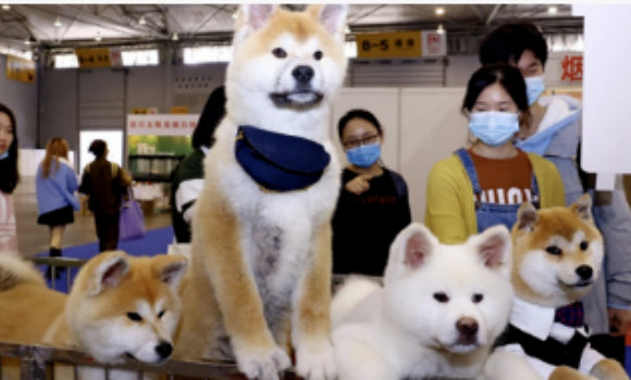 京东七鲜入高端粮，叮当健康抢生意，宠物经济入成都政府报告