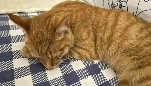 猫拉黑色大便怎么回事 猫拉黑色大便怎么回事