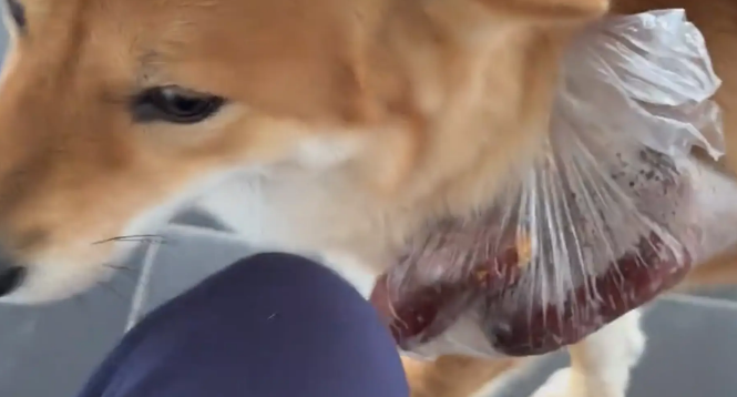 女子上班正饿着,亲妈:让狗给你送饭! 女子上班正饿着,亲妈:让狗给你送饭!