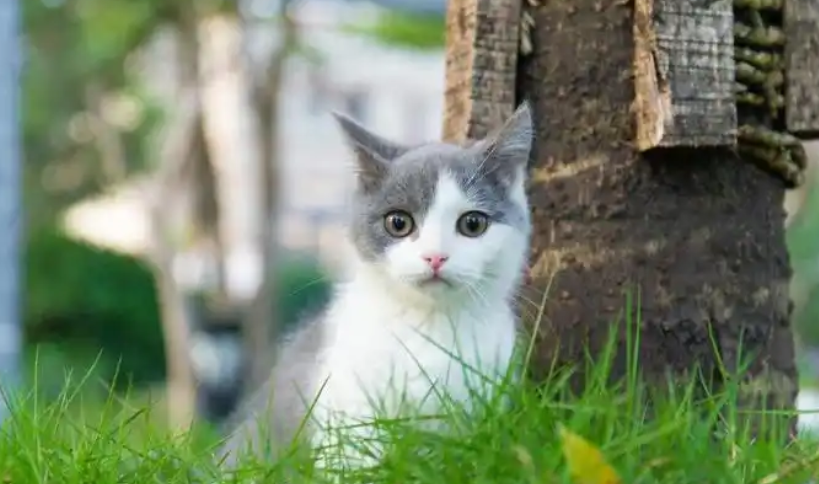 猫咪肚子一吸一吸的是怎么了