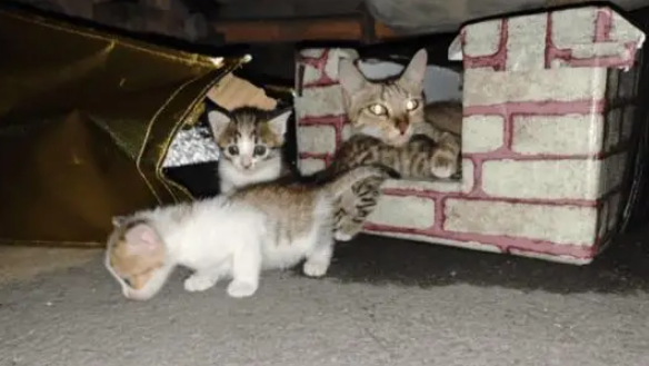 女子发现流浪猫被人装袋扔在路边，最后的结局让人感动