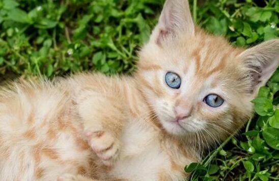 猫咪低血糖会引发抽搐吗？