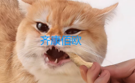 齐康佰欧有哪些优势