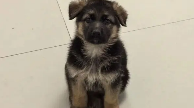 狸花猫打架输了委屈质问德牧:我打你那么轻,你下手咋那么重 狸花猫打架输了委屈质问德牧:我打你那么轻,你下手咋那么重